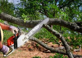 Best Tree Disease Treatment  in Prestbury, IL